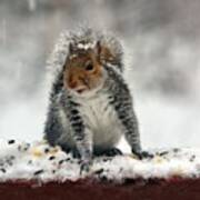 Snowy Curious Squirrel Art Print