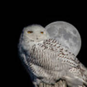 Snowy Owl On The Moon Art Print