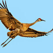 Soaring Sandhill Art Print