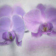 Soft Orchids Art Print