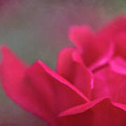 Soft Textured Red Rose Art Print