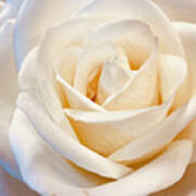 Soft White Rose Art Print