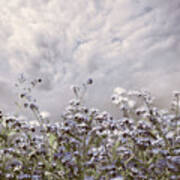 Soft Wildflowers Waving In The Breeze Art Print