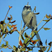 Some Serious Scrub Jay Attitude Art Print