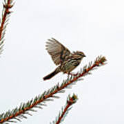 Song Sparrow On Take Off Art Print