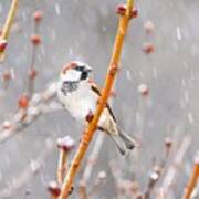 Sparrow In The Falling Snow Art Print