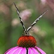 Spicebush Swallowtail Butterfly 2 On Echinacae Art Print