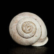 Spiral Shell Art Print