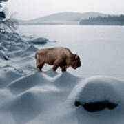 Spirit Buffalo Before A Frozen Lake Art Print