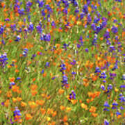 Spring Bliss - Poppies And Lupines Art Print