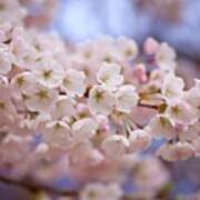 Spring Cherry Blossoms Art Print