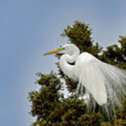 Spring Egret Art Print