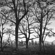 Spring Forest Trees Silhouette Landscape In Black White Gray Watercolor Art Print