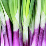 Spring Onions Art Print