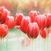 Spring Tulips In Vibrant Red Art Print