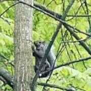 Squirrel In A Tree Art Print