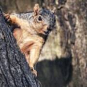 Squirrel In Tree Art Print