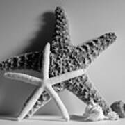 Starfishes And Seashells 2 Art Print