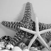 Starfishes And Seashells 3 Art Print