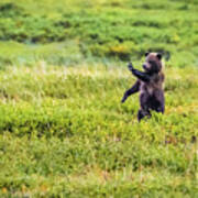 Stop - Brown Bear Cub In Denali Np Art Print