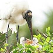 Stork And Chicks Art Print