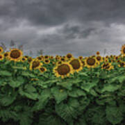 Stormy Sunflower Series Ii Art Print