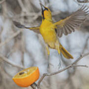 Streaked-back Oriole 7307-031121-2 Art Print