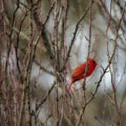 Striking Male Cardinal Art Print