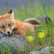 Sugar Hill Fox Resting Art Print