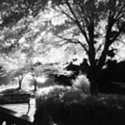 Summer At Quiet Waters No.7 - Infrared Black And White Film Photograph Art Print