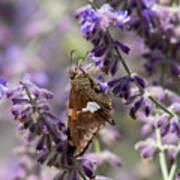 Summer Butterfly Art Print