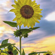 Summer Sunflower 2 Art Print