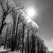 Sun Striking Tree Branches With Ice On Limbs - Bw Art Print