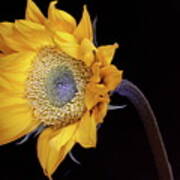 Sunflower 031708 Art Print