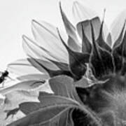 Sunflower And The Busy Bee Art Print