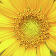 Sunflower Closeup Art Print