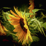 Sunflower Drama Art Print