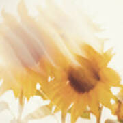 Sunflower Dreams Abstract Art Print