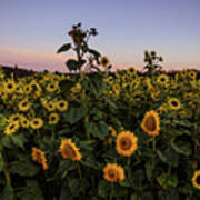 Sunflower Field A Sunset Art Print