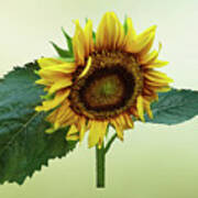 Sunflower Glancing Down Art Print