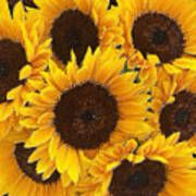 Sunflower Group Bouquet Art Print
