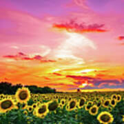 Sunflower Sunset Iii Art Print