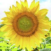 Sunflower Tote Art Print