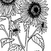 Sunflowers 4 Art Print