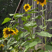 Sunflowers And Old Barn Art Print