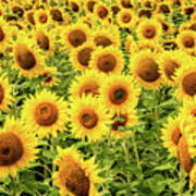 Sunflowers As Far As The Eye Can See Art Print