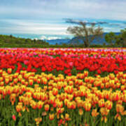 Sunny Colorful Tulip Fields Art Print