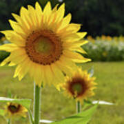 Sunny Sunflowers Art Print
