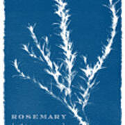 Sunprinted Herbs In Indigo - Rosemary - Art By Jen Montgomery Art Print