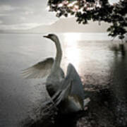 Sunrise Swan, Ullswater Art Print